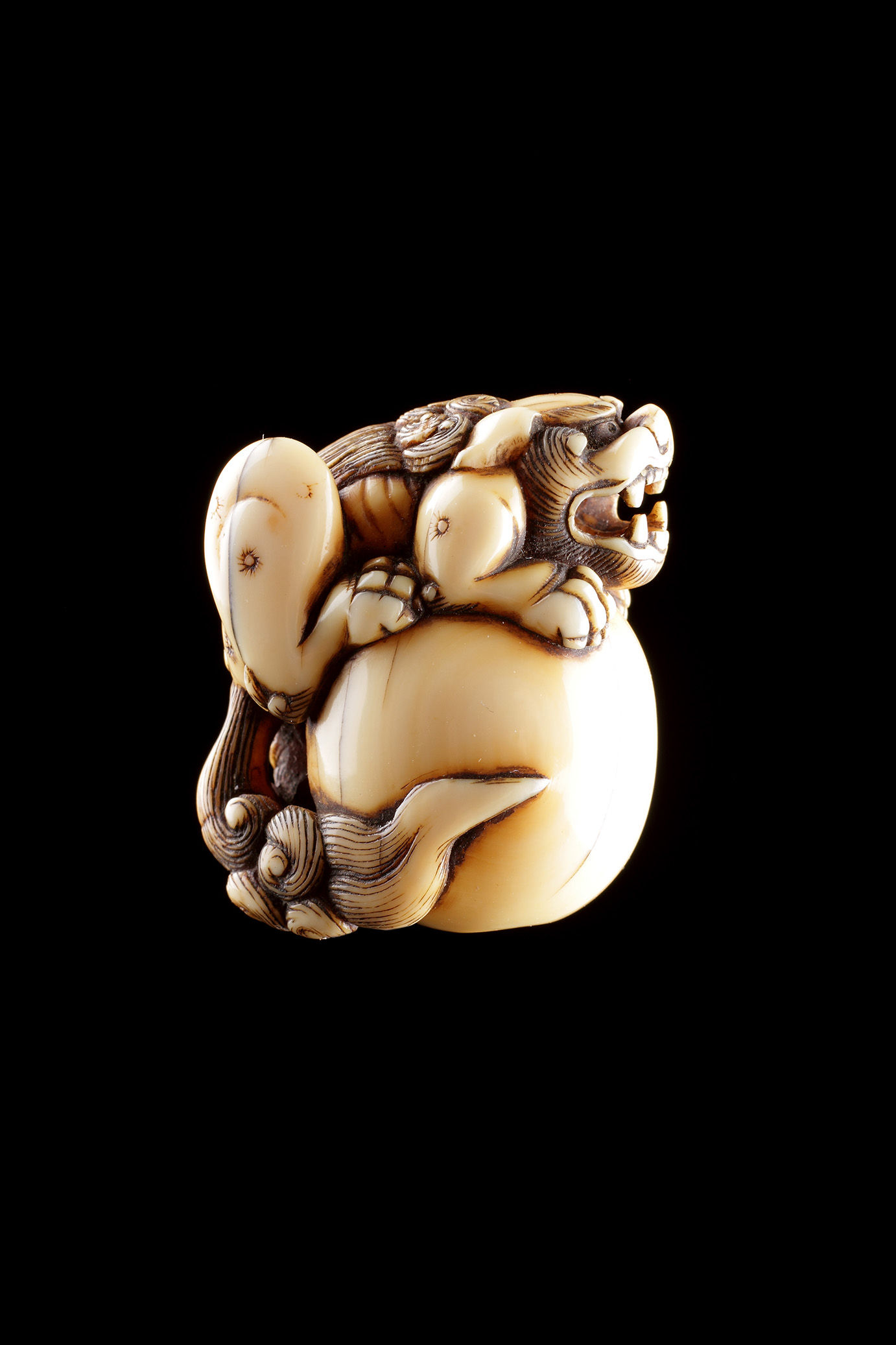 Carved Ivory Netsuke of a Large Fierce Shishi Temple Dog